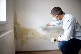 Reliable Ada, MN Mold Prevention & Removal  Solutions